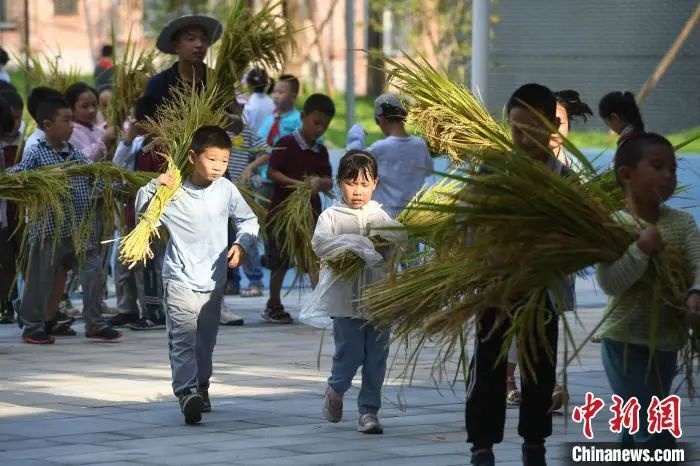資料圖：小學(xué)生們體驗收割水稻。陳超 攝